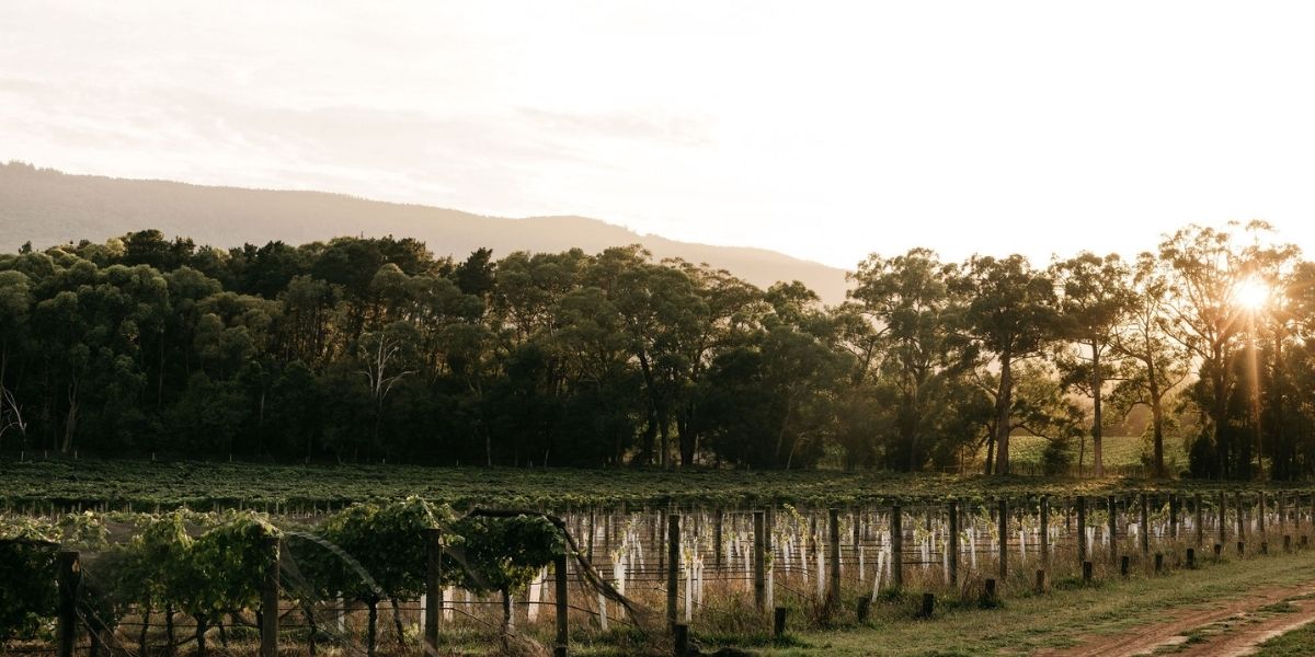 Yarra Valley's Oakridge releases its new 864 single block wines